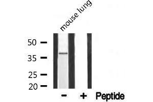 Western blot analysis of extracts from mouse lung, using 5-HT-1F antibody. (HTR1F 抗体  (Internal Region))