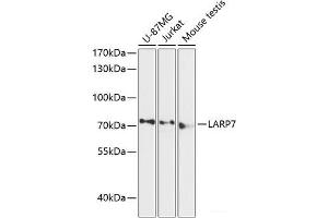 Western blot analysis of extracts of various cell lines using LARP7 Polyclonal Antibody at dilution of 1:3000. (LARP7 抗体)