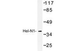 Western blot analysis of Hel-N1 antibody in extracts from HepG2 cell. (ELAVL2 抗体)