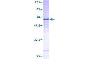 Image no. 1 for Natural Cytotoxicity Triggering Receptor 1 (NCR1) (AA 22-303) protein (GST tag) (ABIN1312142)