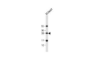 Anti-OAZ1 Antibody (N-term) at 1:2000 dilution + Mouse heart tissue lysate Lysates/proteins at 20 μg per lane.