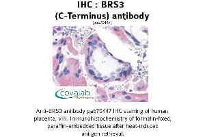 Image no. 1 for anti-Bombesin-Like Receptor 3 (BRS3) (C-Term) antibody (ABIN1732417) (BRS3 抗体  (C-Term))