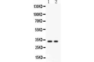 Anti- SFRP2 Picoband antibody, Western blottingAll lanes: Anti SFRP2  at 0. (SFRP2 抗体  (AA 104-295))