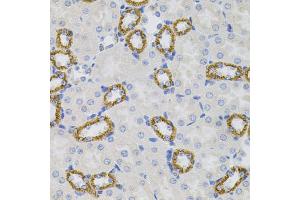 Immunohistochemistry of paraffin-embedded mouse kidney using SIGMAR1 antibody (ABIN5973191) (40x lens). (SIGMAR1 抗体)
