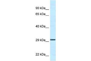 Ywhae antibody - C-terminal region  validated by WB using Mouse Kidney lysate at 1. (YWHAE 抗体  (C-Term))
