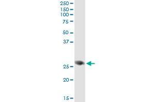 Immunoprecipitation (IP) image for anti-Family with Sequence Similarity 3, Member B (FAM3B) (AA 1-235) antibody (ABIN527010)