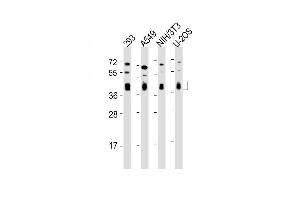 Western Blot at 1:2000 dilution Lane 1: 293 whole cell lysate Lane 2: A549 whole cell lysate Lane 3: NIH/3T3 whole cell lysate Lane 4: U-2OS whole cell lysate Lysates/proteins at 20 ug per lane. (BMI1 抗体)