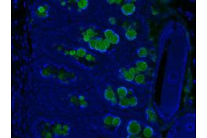 Image no. 3 for anti-Resistin Like beta (RETNLB) antibody (ABIN465495) (RETNLB 抗体)