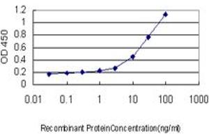 Detection limit for recombinant GST tagged MEF2A is approximately 0. (MEF2A 抗体  (AA 71-170))