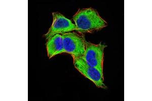 Immunofluorescence analysis of Hela cells using GLI1 mouse mAb (green). (GLI1 抗体  (AA 284-449))