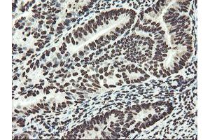 Image no. 15 for anti-Non-POU Domain Containing, Octamer-Binding (NONO) (AA 184-385) antibody (ABIN1491073)