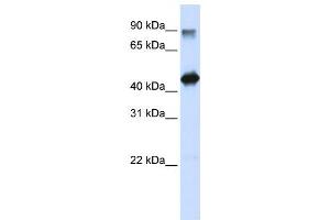 Western Blotting (WB) image for anti-High-Mobility Group 20A (HMG20A) antibody (ABIN2458385) (HMG20A 抗体)