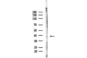 Western blot analysis of lysates from Mouse brain, using DUSP11 Antibody at 1/1000 dilution.