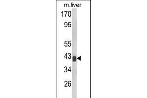 Western blot analysis of TOB1 Antibody (N-term) (ABIN652511 and ABIN2842342) in mouse liver tissue lysates (35 μg/lane). (Protein Tob1 (TOB1) (AA 54-83), (N-Term) 抗体)