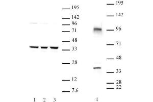 Cxxc4 antibody (pAb) tested by Western blot. (CXXC4 抗体  (N-Term))