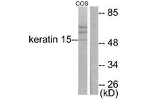 Western blot analysis of extracts from COS7 cells, using Keratin 15 Antibody. (KRT15 抗体  (AA 1-50))