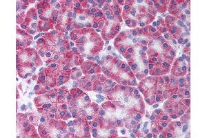 Immunohistochemistry (IHC) image for anti-Potassium Intermediate/small Conductance Calcium-Activated Channel, Subfamily N, Member 4 (KCNN4) (N-Term) antibody (ABIN1048992)