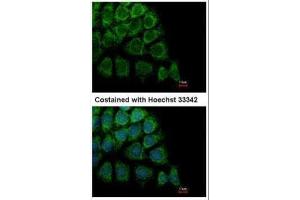 ICC/IF Image Immunofluorescence analysis of methanol-fixed Hep3B, using HYOU1, antibody at 1:500 dilution. (HYOU1 抗体  (C-Term))