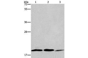 Western Blot analysis of 293T, Jurkat and NIH/3T3 cell using RAP1B Polyclonal Antibody at dilution of 1:550 (RAP1B 抗体)