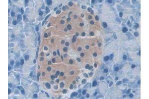 Detection of NLRP3 in Mouse Pancreas Tissue using Polyclonal Antibody to NLR Family, Pyrin Domain Containing Protein 3 (NLRP3) (NLRP3 抗体  (AA 671-1033))