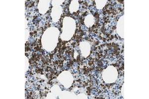 Immunohistochemical staining of human bone marrow with C19orf59 polyclonal antibody  shows strong cytoplasmic positivity in bone marrow poietic cells. (MCEMP1 抗体)
