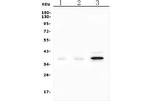 Western blot analysis of DAZL using anti-DAZL antibody (ABIN7601384).
