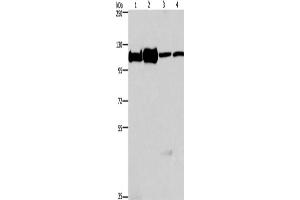 Western Blotting (WB) image for anti-Minichromosome Maintenance Complex Component 6 (MCM6) antibody (ABIN2421837)