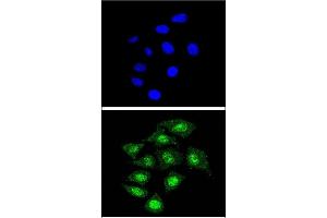 Confocal immunofluorescent analysis of CBFB Antibody (Center) (ABIN390892 and ABIN2841100) with 293 cell followed by Alexa Fluor® 488-conjugated goat anti-rabbit lgG (green). (CBFB 抗体  (AA 61-90))