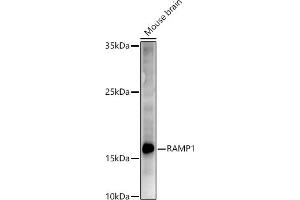 Western blot analysis of extracts of Mouse brain, using R antibody (ABIN6132582, ABIN6146672, ABIN6146673 and ABIN6222096) at 1:500 dilution. (RAMP1 抗体  (AA 27-117))