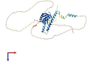 ICEF1 Protein (AA 1-437) (His tag)