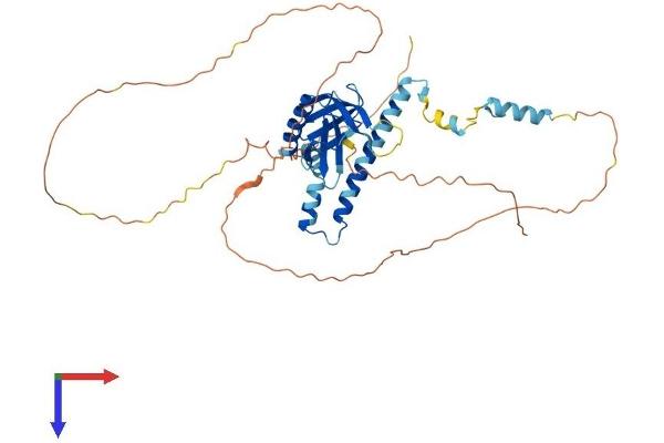 ICEF1 Protein (AA 1-437) (His tag)