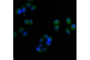 Immunofluorescence staining of Hela cells with ABIN7166066 at 1:50, counter-stained with DAPI. (S1A7 (AA 2-101) 抗体)