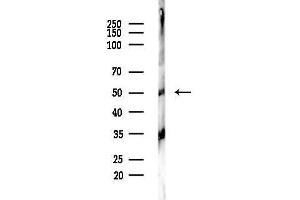 Western blot analysis of lysates from PC12 cells(LPS,4h treatment), using Cytokeratin 13 Antibody at 1/1000 dilution.
