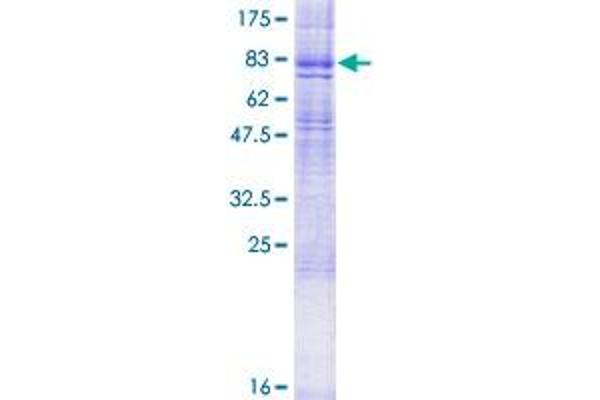 HRH1 Protein (AA 1-487) (GST tag)