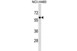 Western Blotting (WB) image for anti-Primase, DNA, Polypeptide 2 (58kDa) (PRIM2) antibody (ABIN2999453) (PRIM2 抗体)