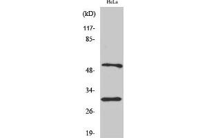 Western Blot analysis of various cells using Caspase-10 B/C Polyclonal Antibody. (Caspase 10 B/C (AA 400-480) 抗体)