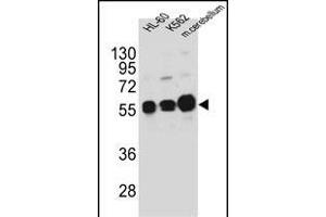 CK1G Antibody (Center ) (ABIN391377 and ABIN2841388) western blot analysis in HL-60,K562 cell line and mouse cerebellum tissue lysates (35 μg/lane). (CAMK1G 抗体  (AA 211-241))