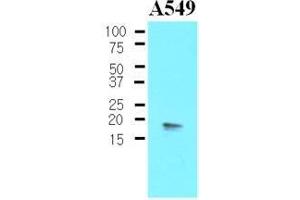 The Cell lysates of A549 (30 ug) were resolved by SDS-PAGE, transferred to nitrocellulose membrane and probed with anti-human PPP1R14A (1:500). (CPI-17 抗体  (AA 1-147))