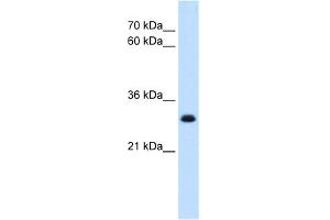 WB Suggested Anti-TAL1 Antibody   Titration: 5 ug/ml   Positive Control: HepG2 Whole Cell (TAL1 抗体  (Middle Region))