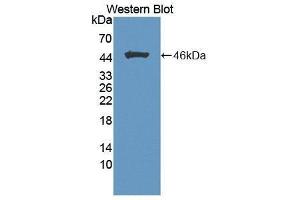 Western Blotting (WB) image for anti-Fibroblast Growth Factor 1 (Acidic) (FGF1) (AA 16-155) antibody (ABIN1864319) (FGF1 抗体  (AA 16-155))