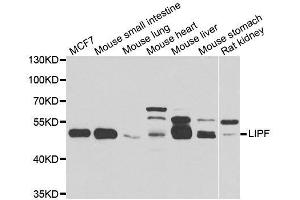 Western blot analysis of extracts of various cell lines, using LIPF antibody. (LIPF 抗体  (AA 219-398))