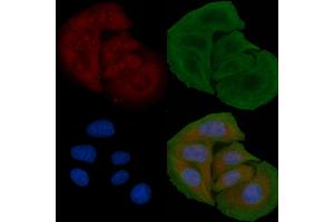 ABIN6259321 and ABIN6274774 staining Hela cells by IF/ICC. (RPL26L 抗体  (C-Term))
