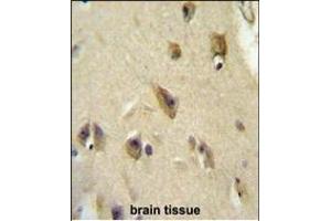 OL6 Antibody (Center) 10113c immunohistochemistry analysis in formalin fixed and paraffin embedded human brain tissue followed by peroxidase conjugation of the secondary antibody and DAB staining. (APOL6 抗体  (AA 126-155))