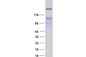 Western Blotting (WB) image for Protein tyrosine Phosphatase, Receptor Type, S (PTPRS) (Transcript Variant 4) protein (Myc-DYKDDDDK Tag) (ABIN2730155)