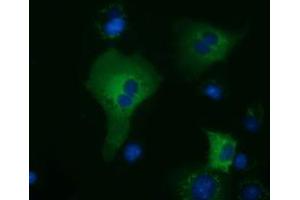 Immunofluorescence (IF) image for anti-Kelch-Like 2, Mayven (KLHL2) (AA 1-100), (AA 494-593) antibody (ABIN1490548) (KLHL2 抗体  (AA 1-100, AA 494-593))