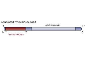 Image no. 3 for anti-Aurora Kinase A (AURKA) (AA 8-116) antibody (ABIN968261) (Aurora A 抗体  (AA 8-116))
