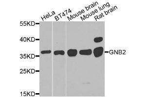 Western blot analysis of extracts of various cell lines, using GNB2 antibody. (GNB2 抗体  (AA 1-340))