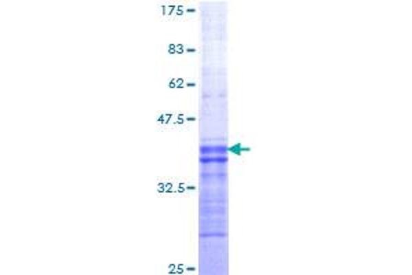 HCRTR2 Protein (AA 1-54) (GST tag)