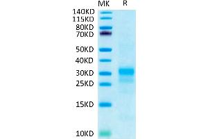 Interferon gamma Protein (IFNG) (His-Avi Tag)