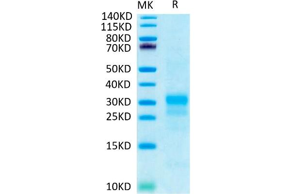 Interferon gamma Protein (IFNG) (His-Avi Tag)